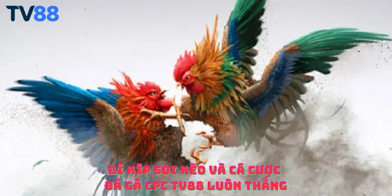 Bí kíp soi kèo và cá cược đá gà CPC TV88 luôn thắng