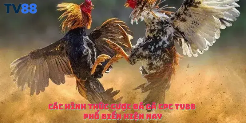 Các hình thức cược đá gà CPC TV88 phổ biến hiện nay