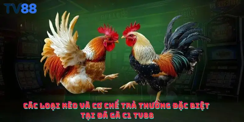 Các loại kèo và cơ chế trả thưởng đặc biệt tại đá gà C1 TV88