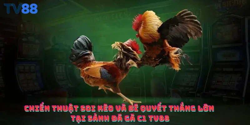 Chiến thuật soi kèo và bí quyết thắng lớn tại sảnh đá gà C1 TV88