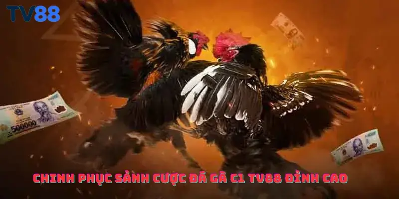 Chinh phục sảnh cược đá gà C1 TV88 đỉnh cao với tỷ lệ thưởng cực lớn